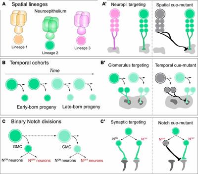Rewiring the Drosophila Brain With Genetic Manipulations in Neural Lineages